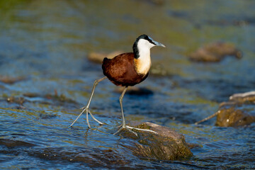 Jacana à poitrine dorée,.Actophilornis africanus, African Jacana, Parc national Kruger, Afrique du Sud