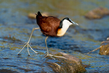 Jacana à poitrine dorée,.Actophilornis africanus, African Jacana, Parc national Kruger, Afrique du Sud