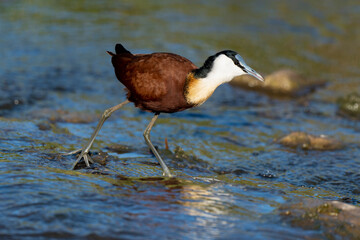 Jacana à poitrine dorée,.Actophilornis africanus, African Jacana, Parc national Kruger, Afrique du Sud