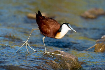 Jacana à poitrine dorée,.Actophilornis africanus, African Jacana, Parc national Kruger, Afrique du Sud