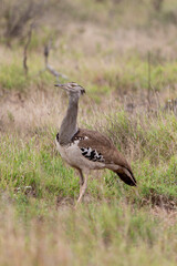Outarde kori, Ardeotis kori, Kori Bustard, Afrique du Sud