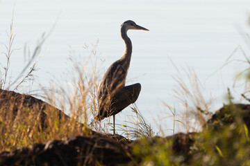 Héron cendré, Ardea cinerea, Grey Heron