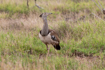 Outarde kori, Ardeotis kori, Kori Bustard, Afrique du Sud