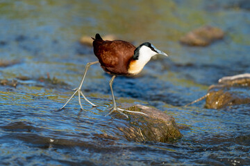 Jacana &agrave; poitrine dor&eacute;e,.Actophilornis africanus, African Jacana, Parc national Kruger, Afrique du Sud