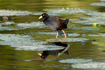Râle à bec jaune, Marouette  bec jaune,.Zapornia flavirostra,  Amaurornis flavirostra, Black Crake