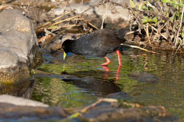 Râle à bec jaune, Marouette  bec jaune,.Zapornia flavirostra,  Amaurornis flavirostra, Black Crake