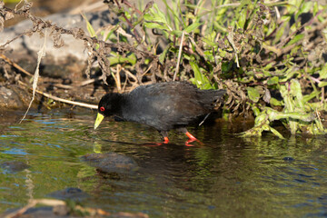 Râle à bec jaune, Marouette  bec jaune,.Zapornia flavirostra,  Amaurornis flavirostra, Black Crake