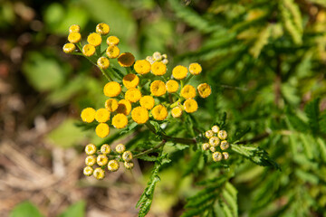 Tanaisie commune, Tanacetum vulgare
