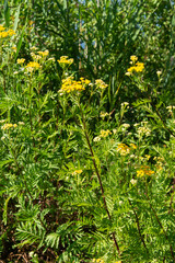 Tanaisie commune, Tanacetum vulgare