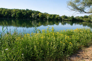 Tanaisie commune, Tanacetum vulgare, Base régionale de loisirs du Port aux Cerises, 91210 , Draveil, Essonne