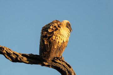 Vautour africain,.Gyps africanus, White backed Vulture, Parc national Kruger, Afrique du Sud