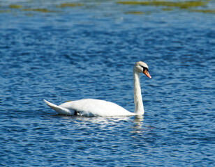 weißer Höckerschwan im Wasser