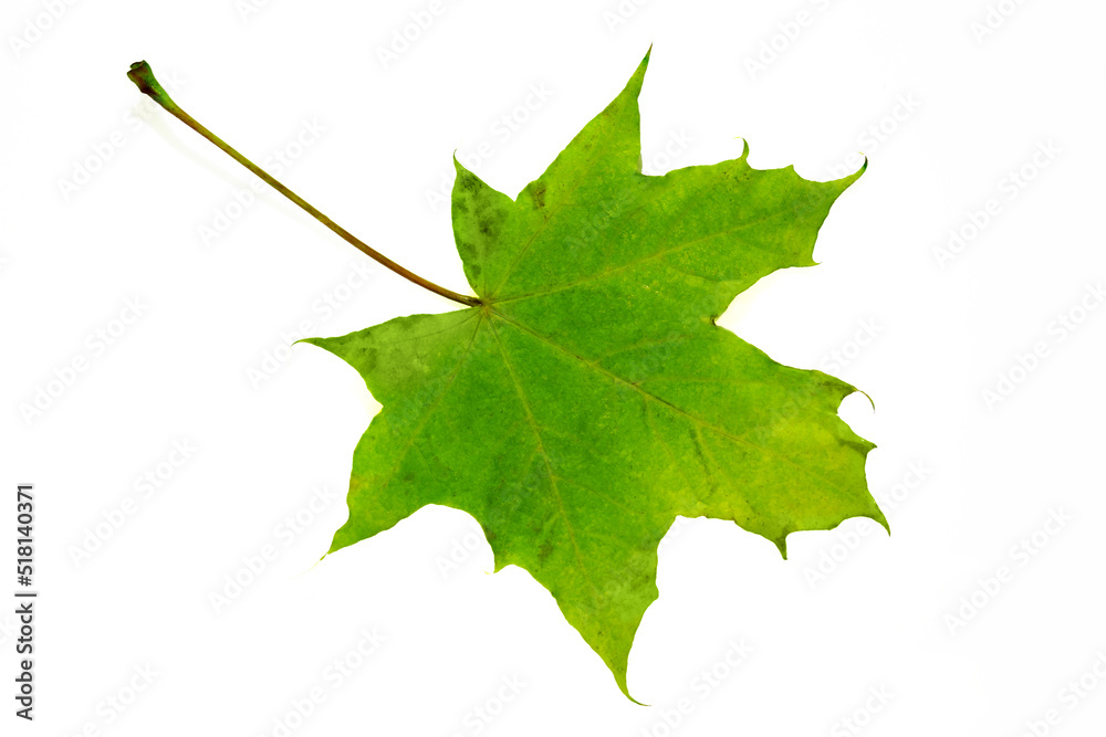 Wall mural autumn fallen green maple leaf isolate on white background