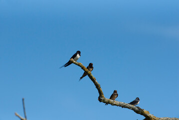 Rauchschwalben auf einem Ast