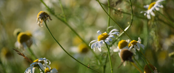 SUMMER LANDSCAPE - Blooming chamomile flowers in field