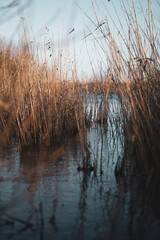 Strandhafer am Meer, Texel, Niederlande