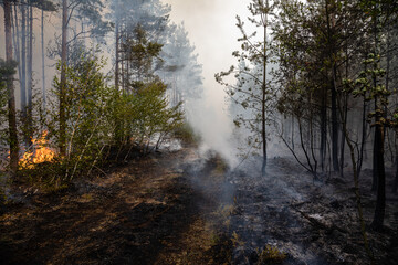 Rauchentwicklung bei Waldbrand