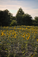 Obraz premium Sonnenblumenfeld