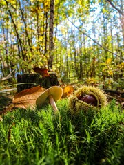 châtaigne et champignon dans la mousse à l’automne 
