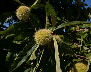 Closeup view of Castanea crenata, also known as Japanese chestnut, green leaves and fruits. 