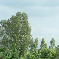group eucalyptus tall tree and soft cloud