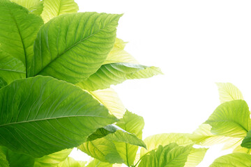 Fototapeta premium Pisonia grandis tropical leaf tree on white background