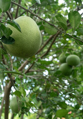 close-up organic pamelo fruit in mixed ogarden
