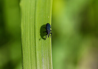 un scarabée descend un brin d'herbe