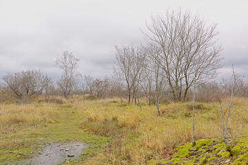 Maarjamae cliffs with moss, grassland and bare trees . Pirita, Tallinn, Estonia 