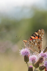 Painted lady butterfly (Vanessa cardui) in backlight.