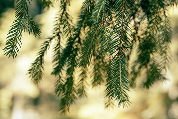 natural plant background with spruce branches close-up