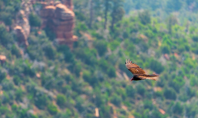 Vulture soaring over valley