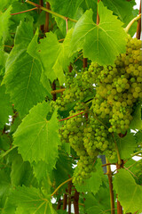 Bunches of ripe green grapes on the vine among the leaves.