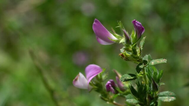 Spiny Restharrow in natural ambient (Ononis spinosa) - (4K)