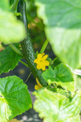 畑で栽培した食べ頃になったキュウリとキュウリの花