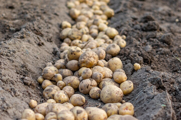 Fototapeta na wymiar 畑から収穫した新鮮な新ジャガイモ