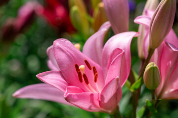 Fototapeta na wymiar Blooming tender Lily flowergrows in a flower bed.
