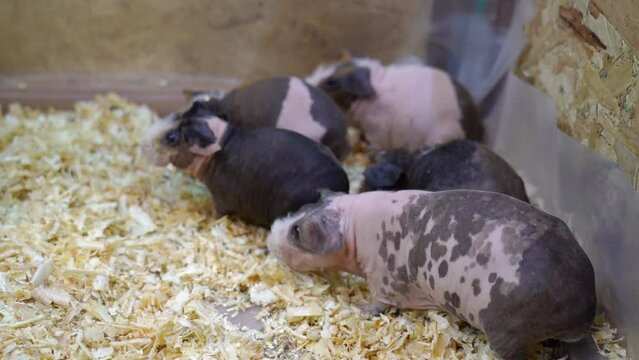 Hairless Guinea Pigs and friends.