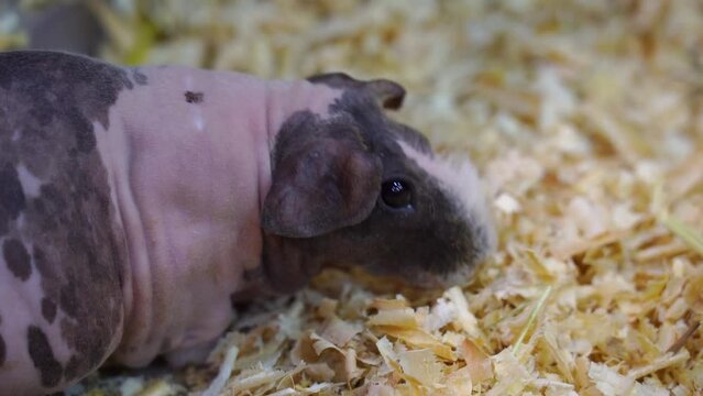 Hairless Guinea Pigs it funny.