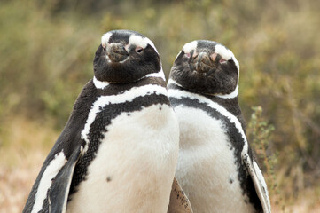 Pareja de pingüinos. Pingüinera Punta Tombo, Chubut, Argentina. © Paula