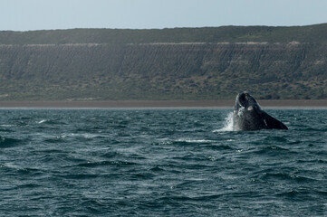 Fototapeta premium Puerto Pirámides, Chubut. Argentina. Avistaje de Ballenas