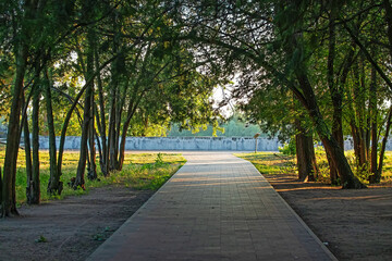 Fototapeta premium Dark alley in the park in summer without people. Trees hang over the sidewalk. City park on a sunny day