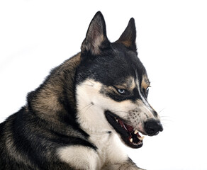 siberian husky in studio