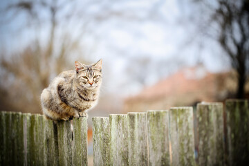 Mackerel stripped tabby cat sitting on an old wooden fence on a cold fall day, watching the...