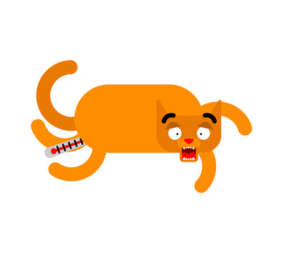 Sick cat and thermometer. Measuring temperature rectally in a pet