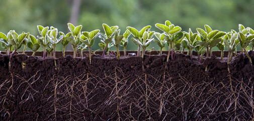 Fresh green soybean plants with roots - obrazy, fototapety, plakaty