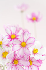 Fototapeta na wymiar かわいいコスモスの花の背景|縦構図