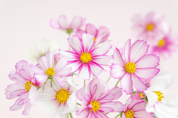 かわいいコスモスの花の背景