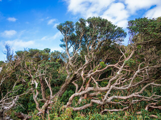 伊豆山稜線歩道の風景　高原の灌木