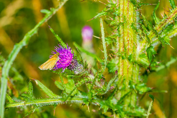 butterfly on a flower